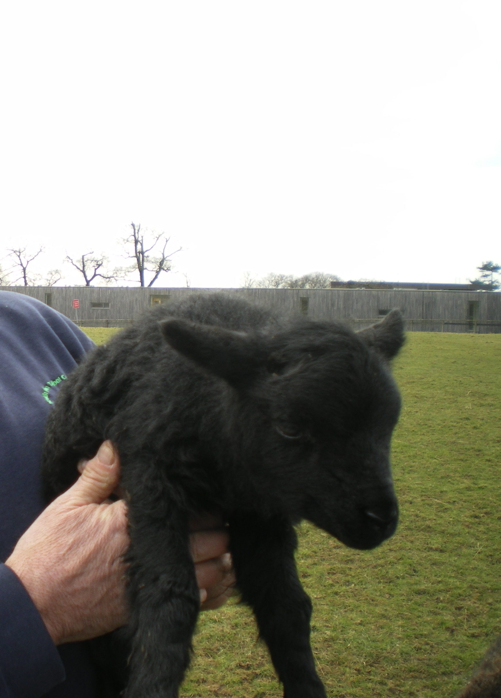 Lamb