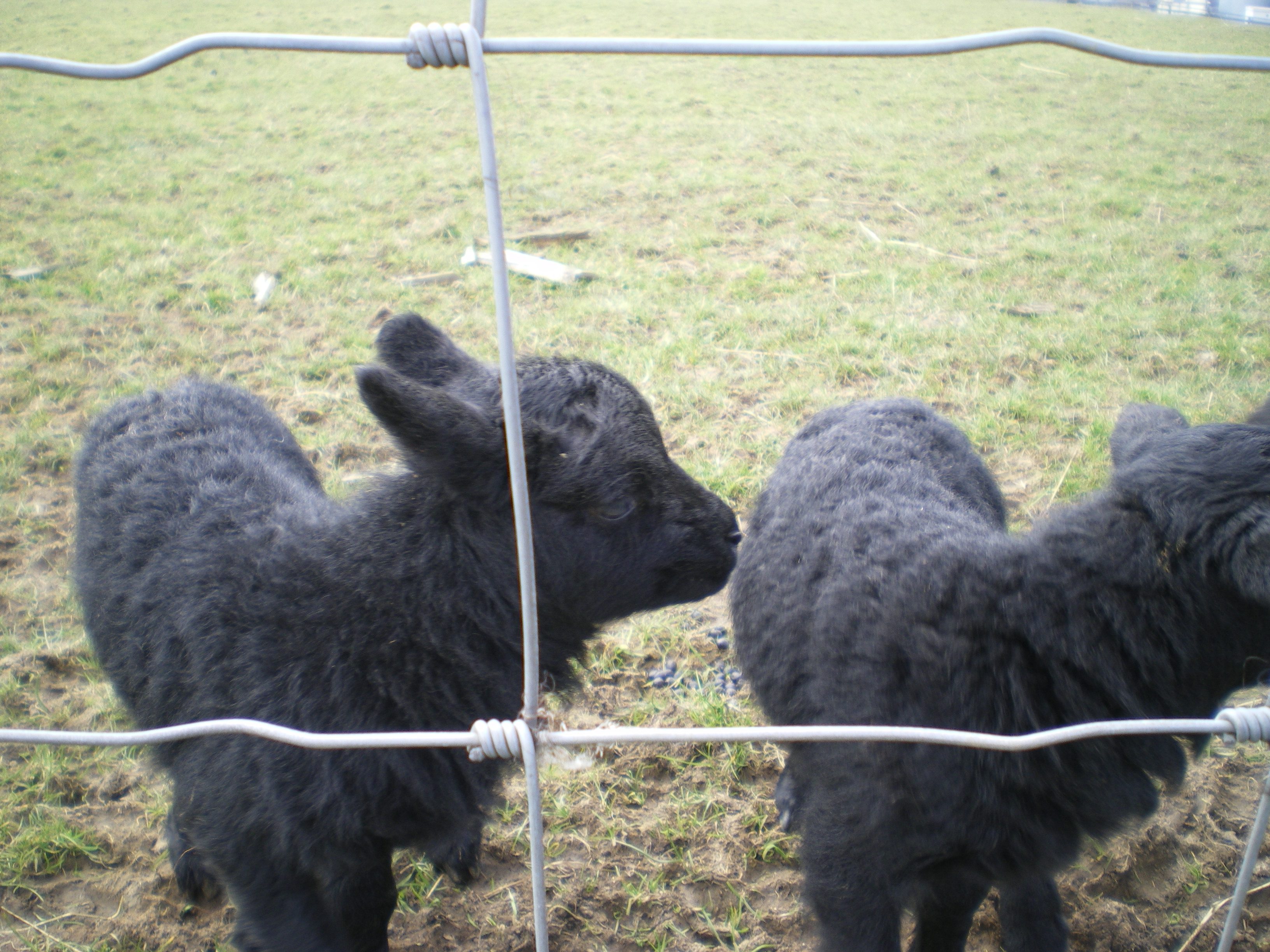 Lamb3