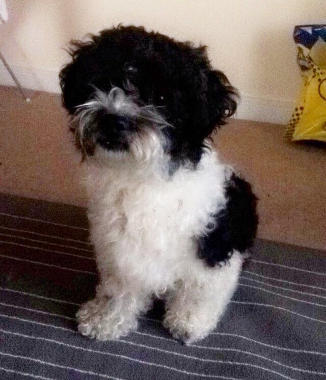 Zazu groomed